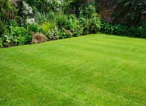 Close up of a patch of mowed lawn surrounded by shrubs.