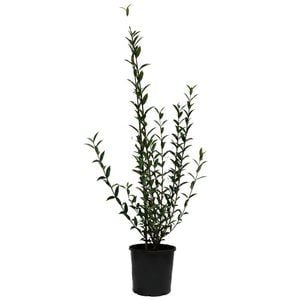 200mm Citharexylum Spinosa