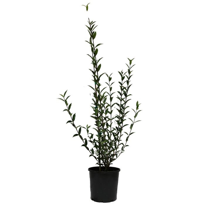 200mm Citharexylum Spinosa