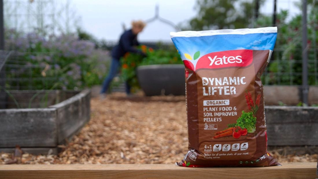 A close-up image of a bag of Yates Dynamic Lifter plant food pellets, and a person out of focus in the background planting flowers in a garden bed