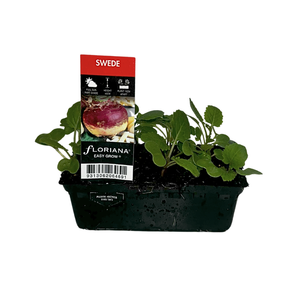 Punnet Swede - Brassica napus var. napobrassica