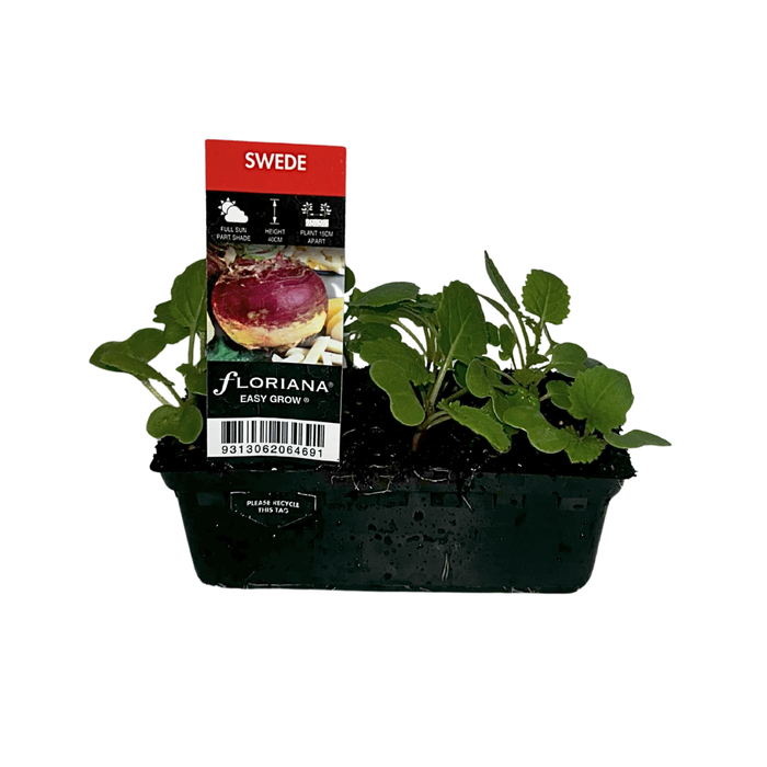 Punnet Swede - Brassica napus var. napobrassica