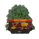 Mega Punnet - Pansy Harlequin Mix - Viola x wittrockiana