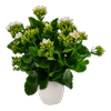 120mm Kalanchoe - Kalanchoe blossfeldiana in Ceramic Pot