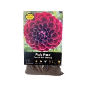 Yarra Valley Bulbs Dahlia Pixie Rose - 1 Pack