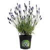 1.5L Lavender Fouveaux Storm - Lavender angustafolia