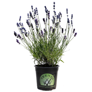 1.5L Lavender Fouveaux Storm - Lavender angustafolia