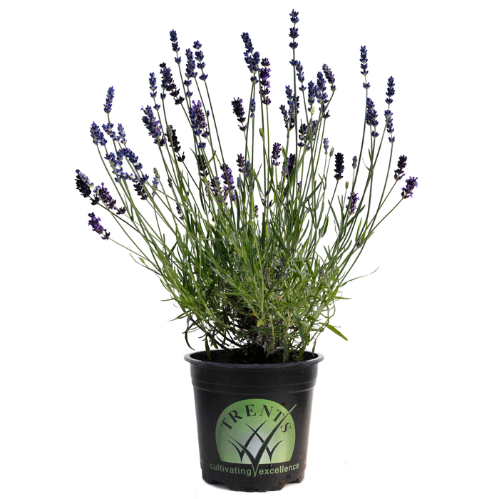 1.5L Lavender Fouveaux Storm - Lavender angustafolia