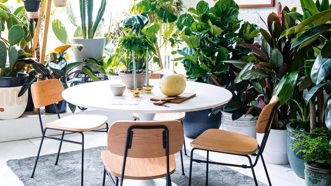 Dining room surrounded by a selection of indoor plants