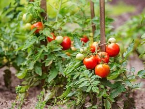 DIY Advice Image - Which tomato should i plant? . G Drive blob storage upload.