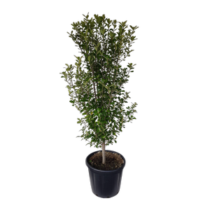 30L Karo - Pittosporum crassifolium Green Lustre