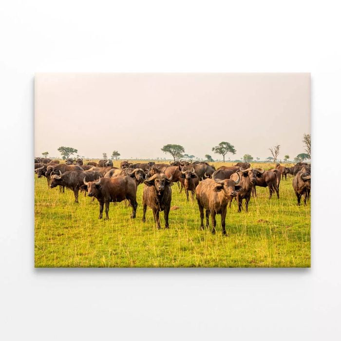 Buffalos Grazing In a Field  Print 100% Australian Made 90 x 60cm  (Stretched)
