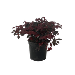 2.5L Fringe Flower - Loropetalum burgundy