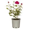 4.5L Assorted Bush And Climbing Rose Varieties - Rosa