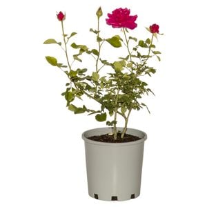 4.5L Assorted Bush And Climbing Rose Varieties - Rosa