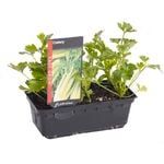 Punnet Celery - Apium graveolens