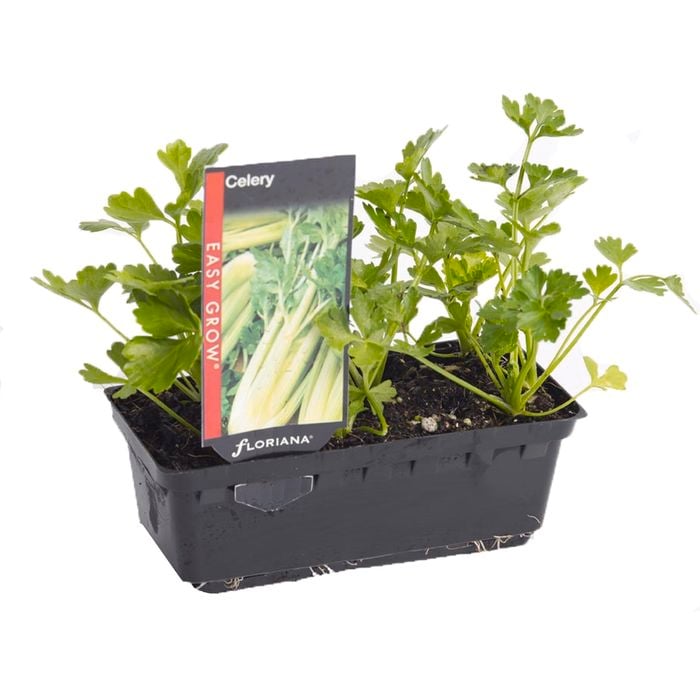 Punnet Celery - Apium graveolens