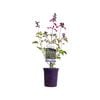 140mm Fisher Signature Salvia Serendipity