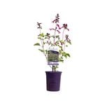 140mm Fisher Signature Salvia Serendipity