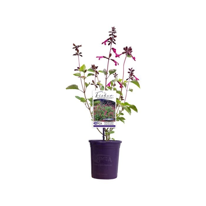 140mm Fisher Signature Salvia Serendipity