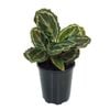 125mm Medallion - Calathea roseopicta
