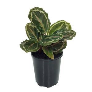 125mm Medallion - Calathea roseopicta
