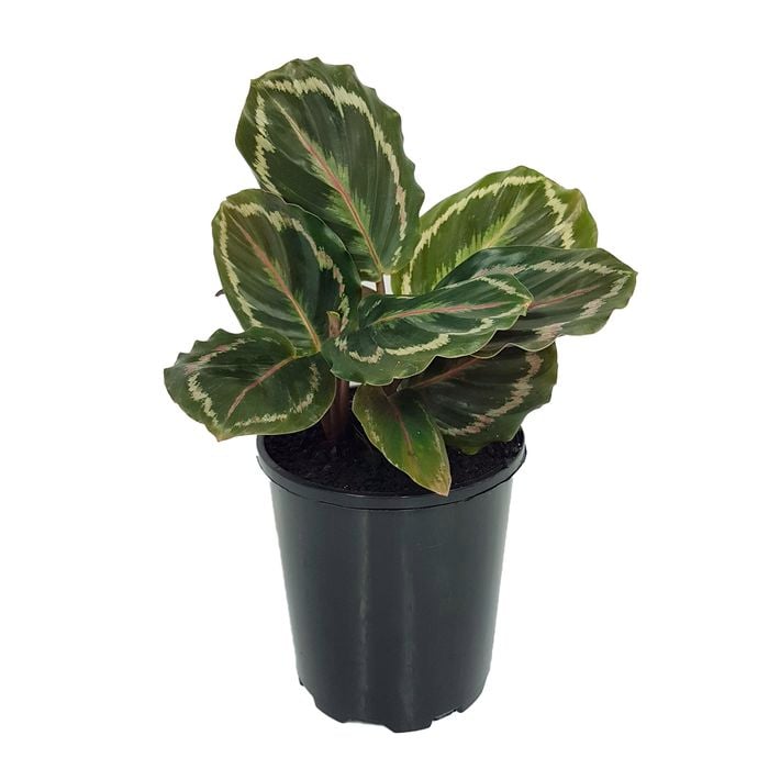 125mm Medallion - Calathea roseopicta
