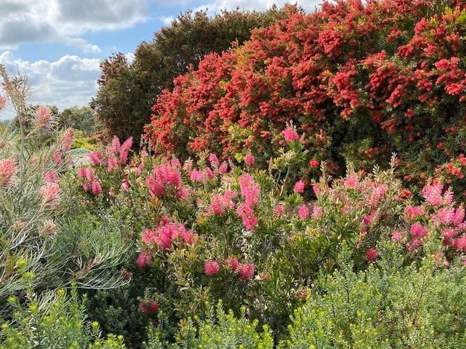 Westringa plant- Commercial Planting