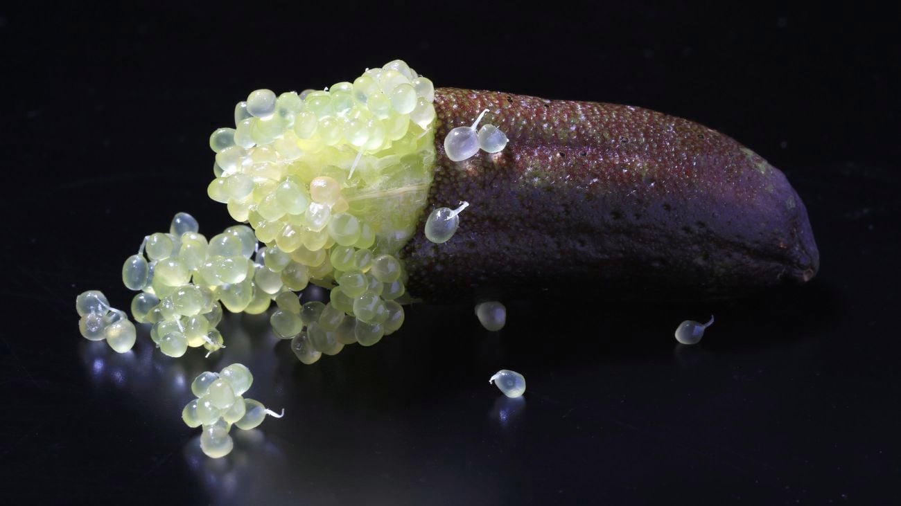 Close-up of an open finger lime