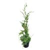 4L Juniperus Chinensis Kaizuka 