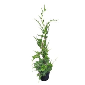 4L Juniperus Chinensis Kaizuka 