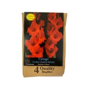 Yarra Valley Bulbs Gladioli Cartago - 4 Pack