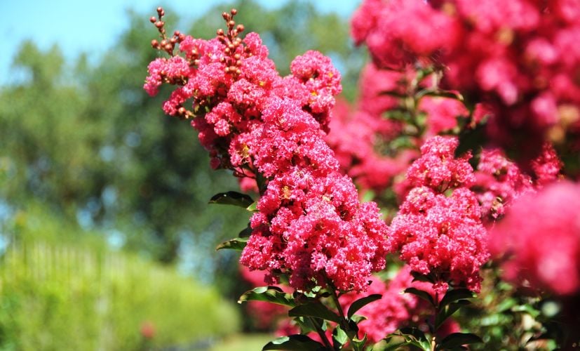 A branch of pink flowers in bloom