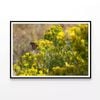 Butterfly Resting On a Plant   Print 100% Australian Made 120x90cm  (Poster)
