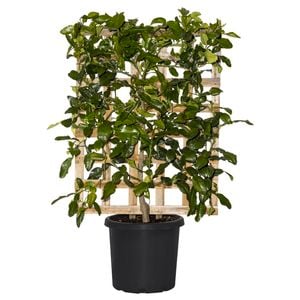 300mm Kaffir Lime - Citrus hystrix
