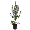 10L Feijoa sellowiana Triumph - Acca sellowiana Triumph