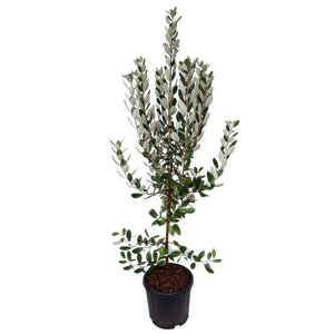 10L Feijoa sellowiana Triumph - Acca sellowiana Triumph