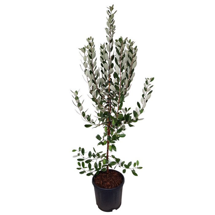 10L Feijoa sellowiana Triumph - Acca sellowiana Triumph
