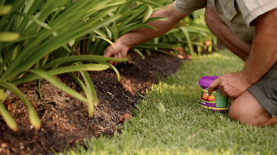 Close up of person sprinkling plant food between plants in a garden bed