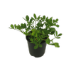 1.9L Peanut Plant - Arachis hypogaea