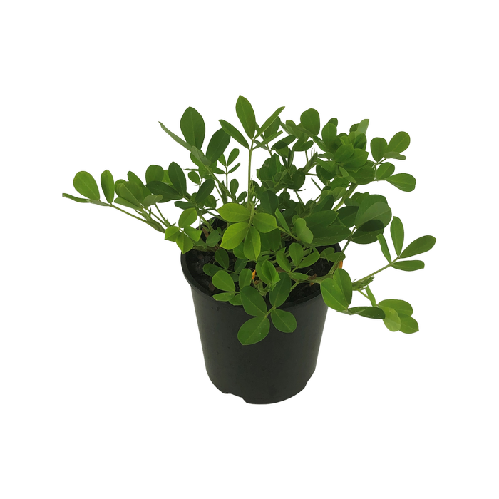 1.9L Peanut Plant - Arachis hypogaea