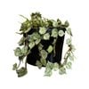 125mm Thai Hanging Basket - Hoya