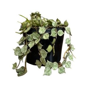 125mm Thai Hanging Basket - Hoya