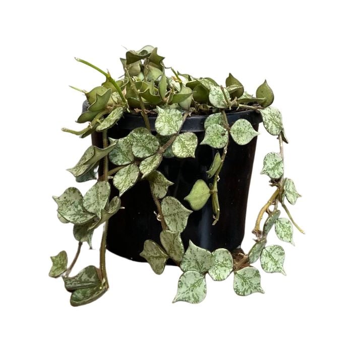 125mm Thai Hanging Basket - Hoya
