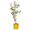 200mm Meyer Lemon Tree - Citrus jambhiri