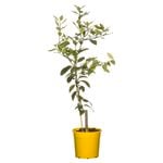 200mm Meyer Lemon Tree - Citrus jambhiri