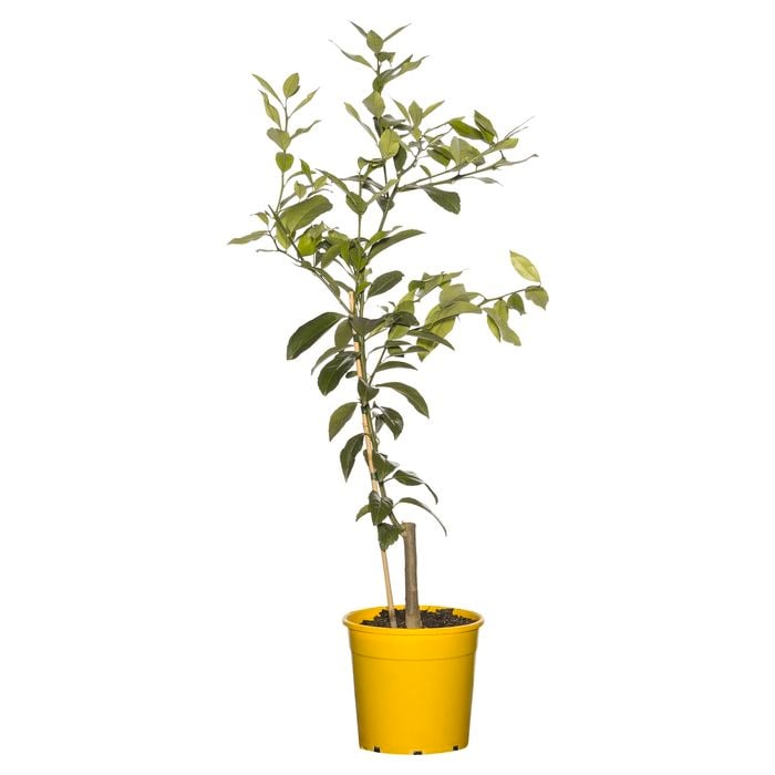 200mm Meyer Lemon Tree - Citrus jambhiri
