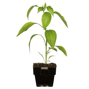 125mm Chilli India - Capsicum hybrid - Fresh Start Range