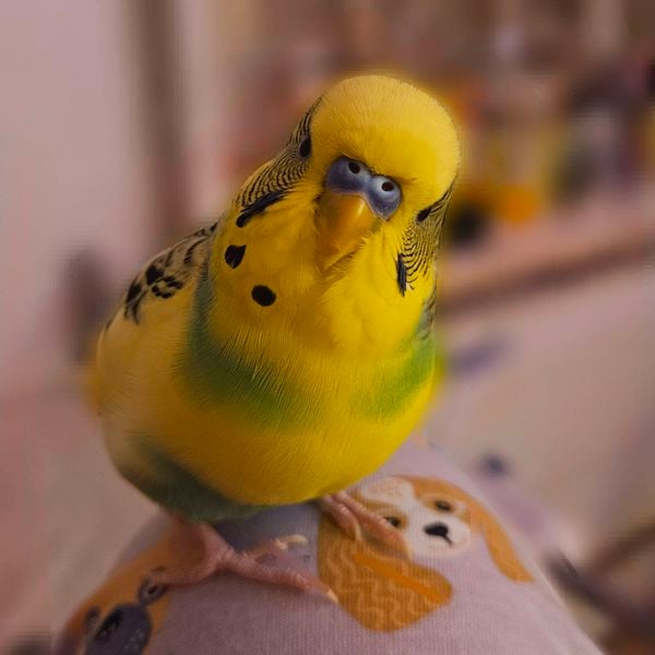 Close up of a yellow and green budgie.