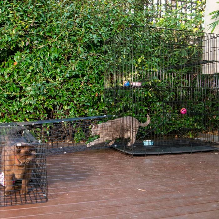 RapidMesh 122 x 106 x 73.5cm Cat Enclosure With Tunnel Bunnings Australia